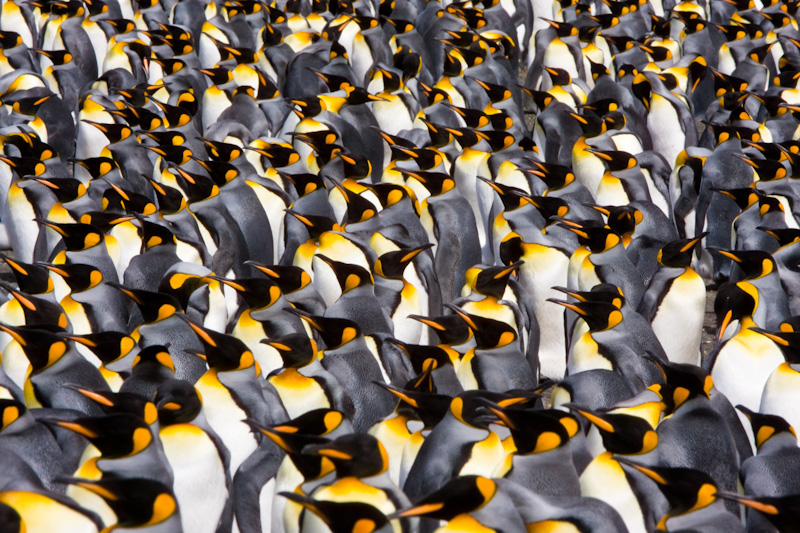 King Penguin Colony